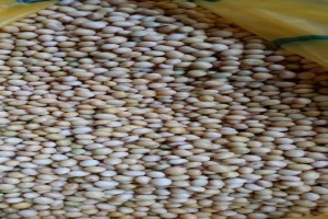 Soya beans from Nigeria