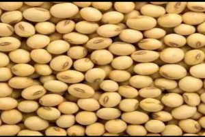 Soya Beans from Nigeria