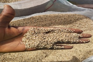 Sesame seeds from Nigeria