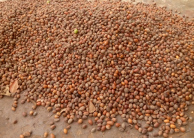 Shea nut from Nigeria