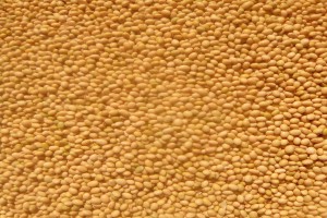 Yellow soybeans from Nigeria