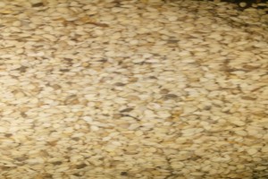 sesame seed from Nigeria