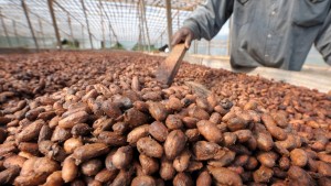 Cocoa beans from Nigeria