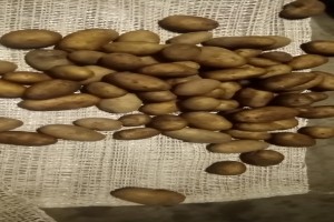 Batatas from Quénia