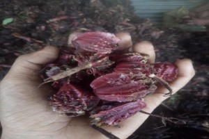 Nepali cardamom from Nepal