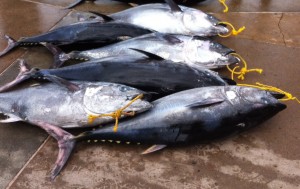 Fresh Tuna from Papua New Guinea