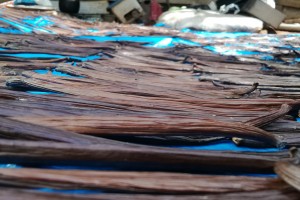 Eastern Vanilla from Papua New Guinea