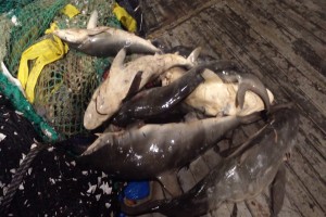 Shark Fin from Papua New Guinea