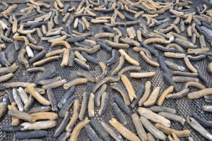 Sea cucumbers from Papua New Guinea
