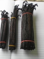 Vanilla Beans from Papua New Guinea