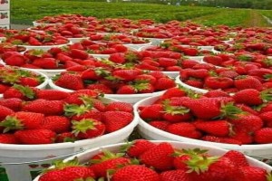 100% Organic Strawberries from Papua New Guinea
