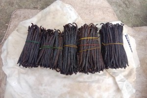 Shark Fins from Papua New Guinea