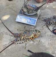 Fresh Live Tiger Lobster from Philippines