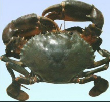 Mud crabs (Scylla Serrata) from Philippines