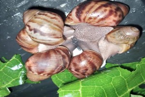Live Fresh Snail from Philippines