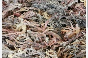 Dried Euchema Cottonii from Philippines