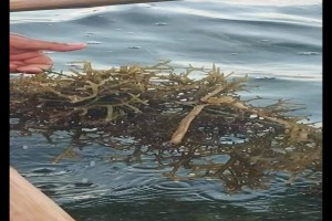 Seaweed dry from Philippines