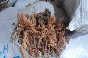 Seaweed from Philippines