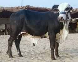 Live Bulls, Cows and Buffaloes from Pakistan
