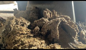 COTTON SEED OIL CAKE from Pakistan