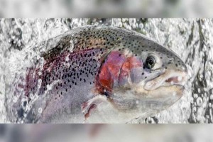 Rainbow Trout Fish from Pakistan