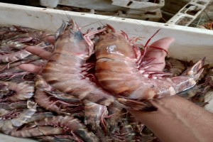 Shrimp from Pakistan