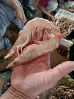 Sea shrimp (Tiger -white etc) from Pakistan