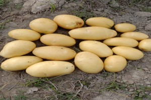 Fresh Potatoes from Pakistan