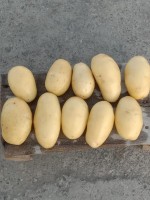 Potato International Quality from Pakistan