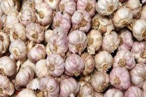 Desi Garlic from Pakistan