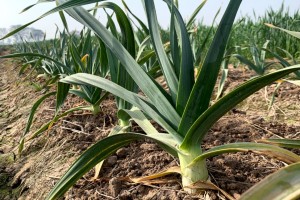 G1 garlic from Pakistan
