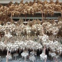 Garlic G1 (NARC G1) from Pakistan