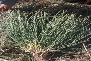 Ephedra plants from Pakistan
