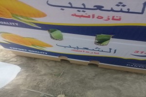 Sindhri mango from Pakistan