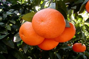 Citrus kinnow/ mandarin from Pakistan
