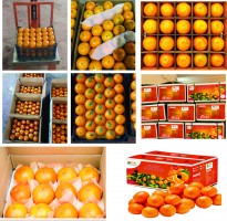 Pakistani oranges from Pakistan