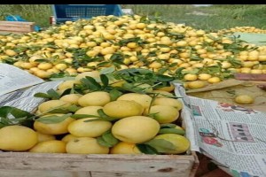 China Lemon from Pakistan