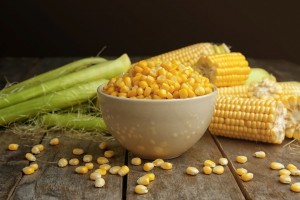 Farm Fresh Dried Corn/Maize for feed from Pakistan