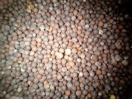 Mustard Seed from Pakistan