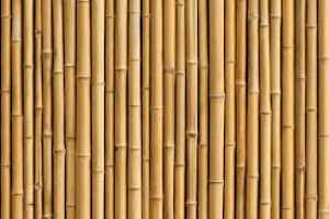Bamboo from Pakistan