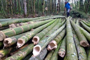 Bamboo from Pakistan
