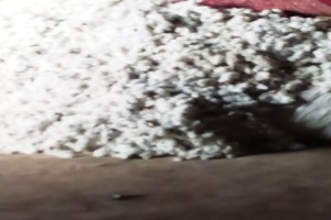 Cotton from Pakistan