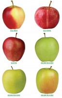 Fresh apples from Poland from Poland
