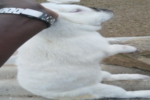 Rabbit meat and live Rabbits from Russia