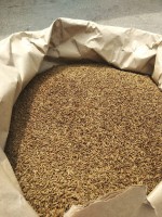 Caraway seeds from Russia
