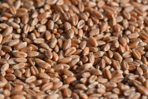 Wheat from Russia from Russia