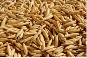 Oats from Russia