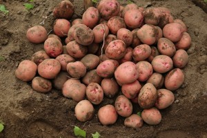Kuruseke Potatoes from Rwanda