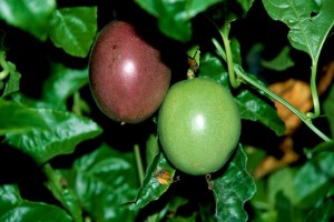 PASSION FRUIT from Rwanda