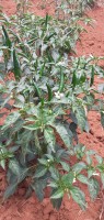 Bicumbi Farm from Rwanda